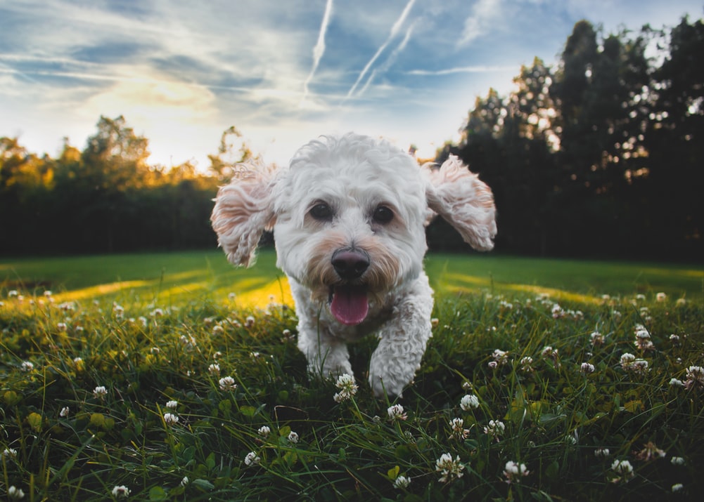 Small dog running through field