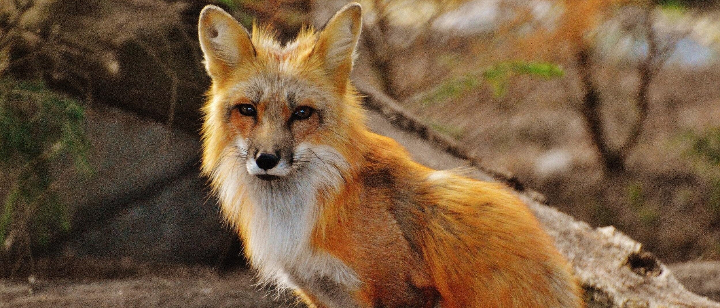 Fox