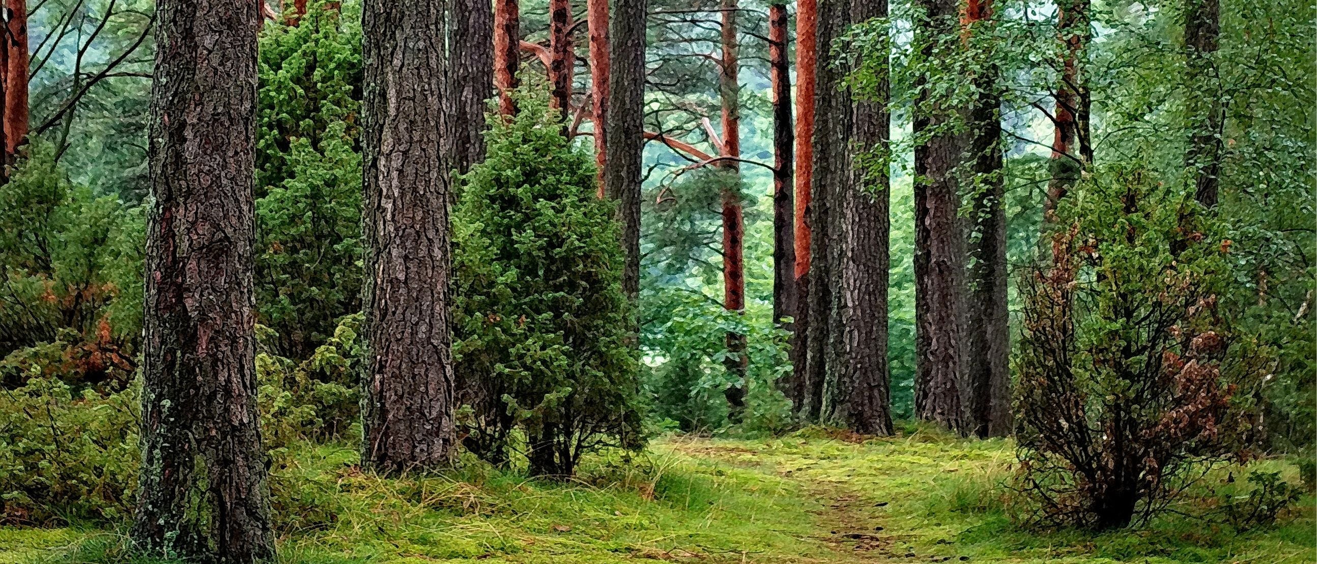 Green Forest